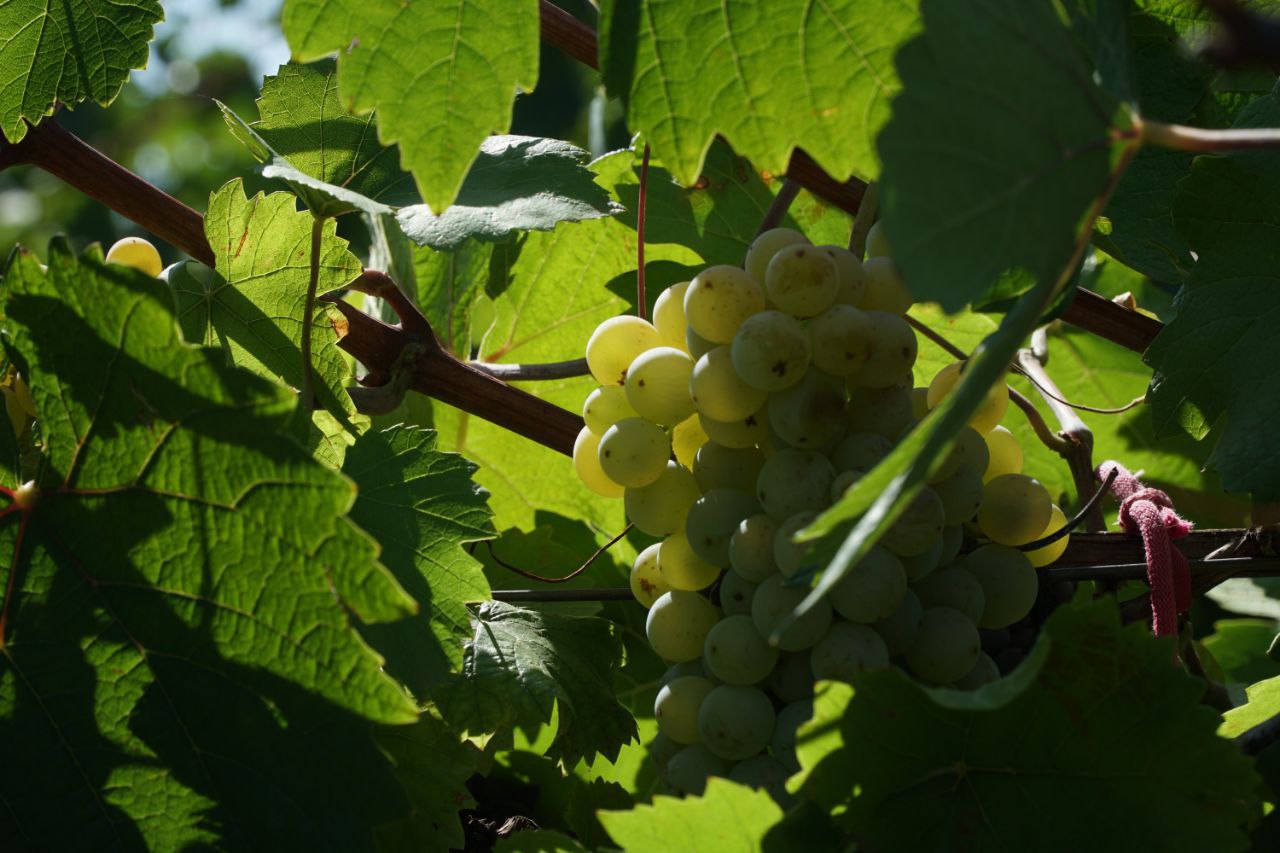 Large winery in Dagestan increases area planted with 'sun berries'