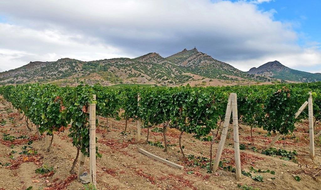 Dagestan authorities to conduct inventory of vineyards