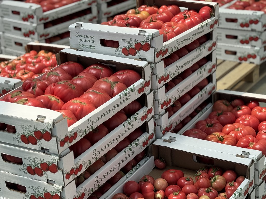 Pink tomatoes become increasingly popular in Dagestan