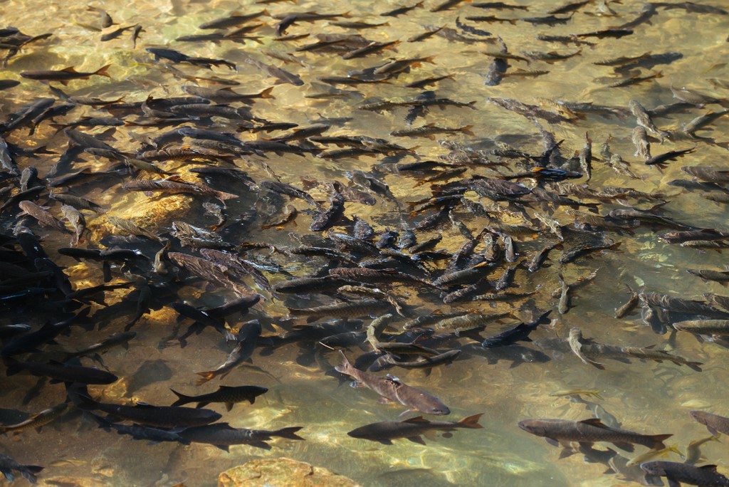 Approx. 4 million carp and kutum fry to be released into Caspian Sea in 2025