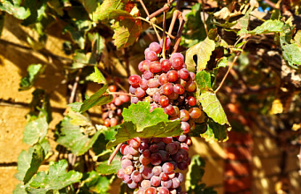 Dagestan's vineyards to receive over RUB 1 billion in federal subsidies